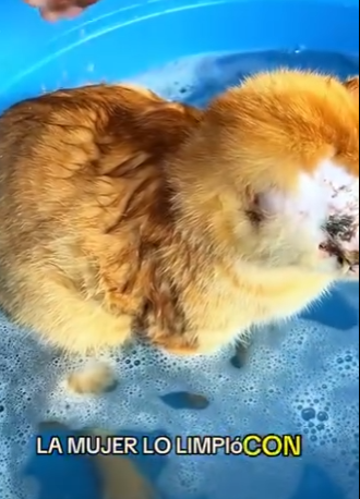 A1104008 Ni siquiera Lionel Messi ha tenido una batalla tan dura como este perrito (Part 2)