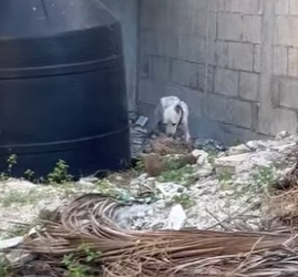 M1104011 1 Bienvenidos a la familia chiquitos 🥹♥️ Ayer rescatamos a esta perrita junto con sus cachor (Part 2)