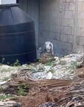 M1104011 1 Bienvenidos a la familia chiquitos 🥹♥️ Ayer rescatamos a esta perrita junto con sus cachor (Part 2)