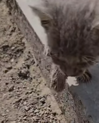 M1104001 A veces, las personas que nunca han ayudado a un pequeño en estas condiciones no tienen ni la menor (Part 2)