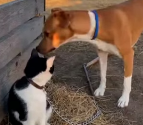 K0904010 Brave Dogs Chase Down Hyena to Save Helpless Kitten! (Part 2)