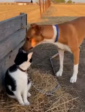 K0904010 Brave Dogs Chase Down Hyena to Save Helpless Kitten! (Part 2)