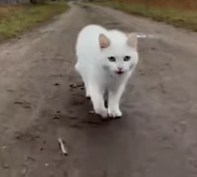 K0904009 cat asked help, dog rescued her kitten bikers (Part 2)