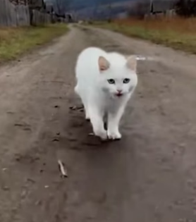 K0904009 cat asked help, dog rescued her kitten bikers (Part 2)