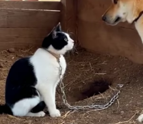 K0904008 Heartwarming Farm Rescue Brings Kitten Back to Its Mother (Part 2)