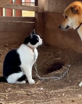 K0904008 Heartwarming Farm Rescue Brings Kitten Back to Its Mother (Part 2)