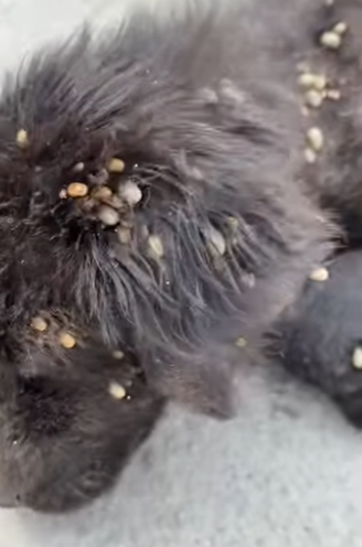 M1104004 Fue rescatado, necesitamos apoyo para su temporal o alguien que desea adoptar, su diagnóstico es res (Part 2)