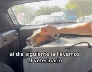 M1104012 Dicen que la mirada es el reflejo del alma, qué les transmite los ojos de esta perrita_ 🥺 (Part 2)