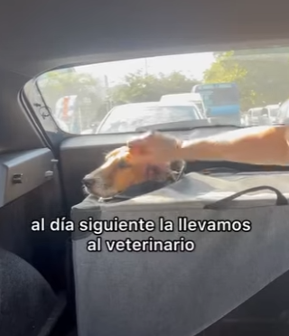 M1104012 Dicen que la mirada es el reflejo del alma, qué les transmite los ojos de esta perrita_ 🥺 (Part 2)