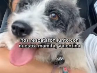 M1104010 Comparte, comenta y dale like para que lleguemos a las familias perfectas porfiiiis 🙏🥰 Chía, Pecas (Part 2)