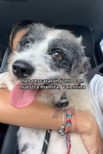 M1104010 Comparte, comenta y dale like para que lleguemos a las familias perfectas porfiiiis 🙏🥰 Chía, Pecas (Part 2)