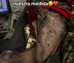 M1104002 Hoy fue su quinto día de tratamiento de Arruguitasy el proceso es lento pero él da lo mejor de sí. (Part 2)