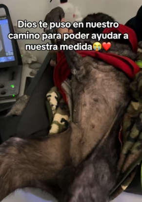 M1104002 Hoy fue su quinto día de tratamiento de Arruguitasy el proceso es lento pero él da lo mejor de sí. (Part 2)