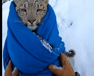 K2503011 This man found a She-Snow Leopard, with her cub at her side, that a poacher had trapped in a net (Part 2)