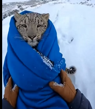 K2503011 This man found a She-Snow Leopard, with her cub at her side, that a poacher had trapped in a net (Part 2)