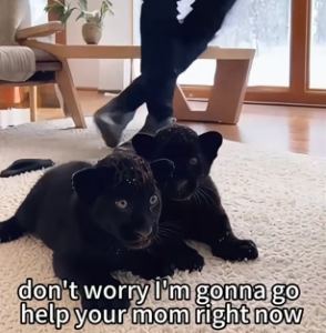 K0704006 weak black panther lies at my doorstep,with two cubs in its arms (Part 2)