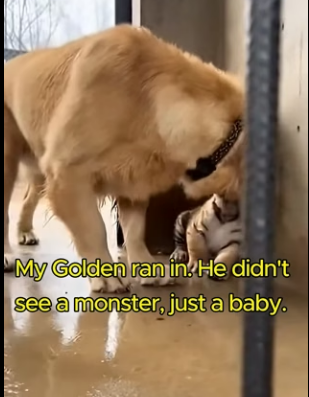 K2303002 This is the story of a tiger cub born blind, rejected by his mother and raised by a golden retriever (Part 2)