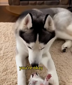 K0104001 Even The Rock would be reduced to tears in 3 seconds (Part 2)