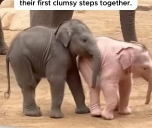 The Crowd Froze When A Rare Albino Elephant Was Born (Part 2)