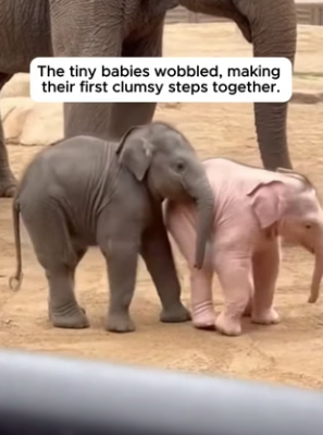 The Crowd Froze When A Rare Albino Elephant Was Born (Part 2)