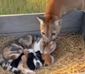 F1803005 💔➡️❤️This Border Collie risked everything to save a cat mom from a cougar. (Part 2)
