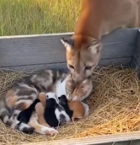 F1803005 💔➡️❤️This Border Collie risked everything to save a cat mom from a cougar. (Part 2)