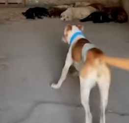 F1803004 Dogs Rescue a Stolen Kitten and Bring It Back to Its Mother (Part 2)