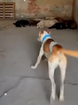 F1803004 Dogs Rescue a Stolen Kitten and Bring It Back to Its Mother (Part 2)