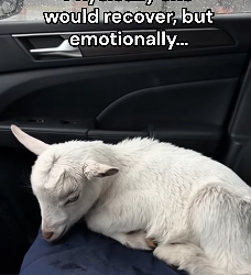 P2803009 My dog raised a goat I found abandoned😭❤️ (Part 2)