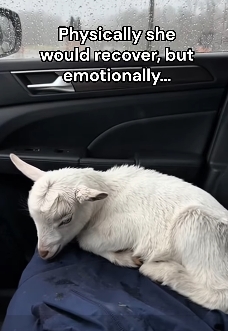 P2803009 My dog raised a goat I found abandoned😭❤️ (Part 2)