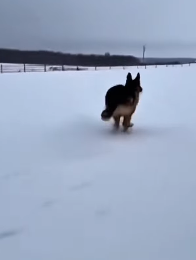 P0302005 kitten sought out dog to save its mother (Part 2)