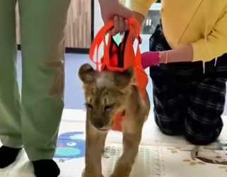 This family rescued a weak lion cub on the road and then (Part 2)