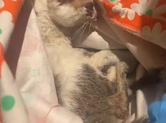 N1004002 I found a lost kitten, its meow awakens my cat’s maternal instincts! (Part 2)