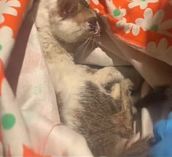 N1004002 I found a lost kitten, its meow awakens my cat’s maternal instincts! (Part 2)