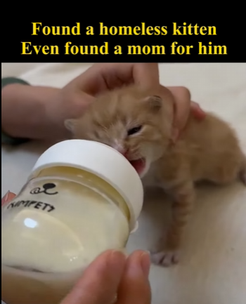 N1004001 A stray cat with an injured eye faces the wall, Big changes after being rescued (Part 2)