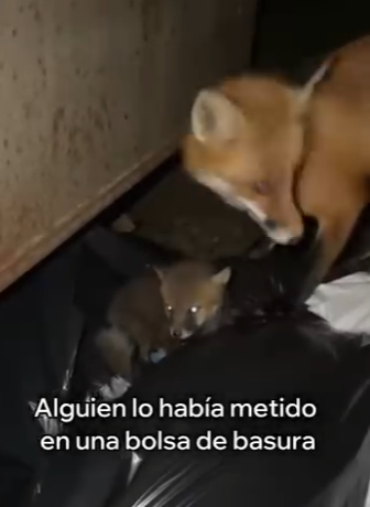 V1204003 Este Zorro Me Pidió Ayuda y Esto Pasó (Part 2)