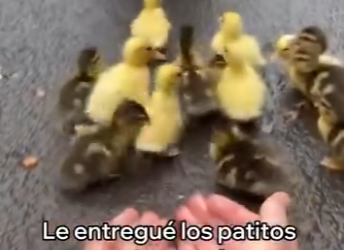 V1204005 Esta Mamá Pata Me Pidió Ayuda (Part 2)