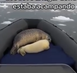 V1204001 Salvé a Esta Foca y a Su Cría (Part 2)