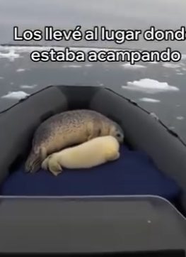 V1204001 Salvé a Esta Foca y a Su Cría (Part 2)