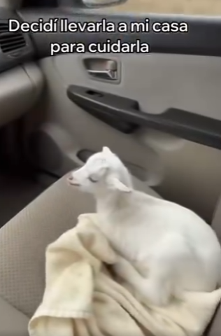 V1204004 Rescaté a Esta Cabra y Esto Pasó (Part 2)