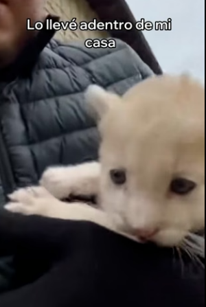 V1204002 Esta Puma Albina Salvó a Su Cría (Part 2)