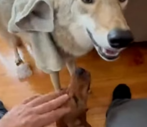 V1204006 Este Coyote Se Volvió Mejor Amigo De Mi Perro (Part 2)