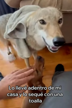 V1204006 Este Coyote Se Volvió Mejor Amigo De Mi Perro (Part 2)