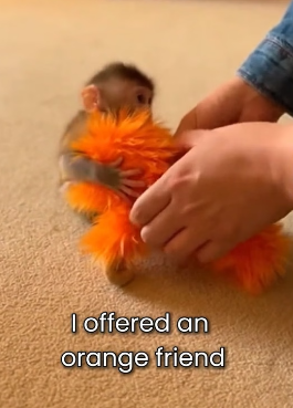 P2003005 I Rescued This Little Monkey Abandoned In The Mud (Part 2)