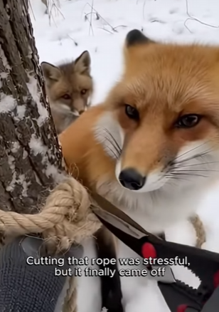 Im glad that i helped this two animals (Part 2)