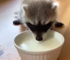 P1204003 The meanest cow on my farm saved a baby raccoon…🥹❤️😭 (Part 2)