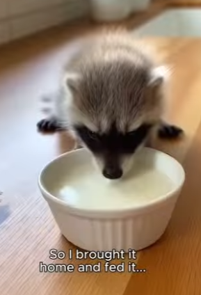 P1204003 The meanest cow on my farm saved a baby raccoon…🥹❤️😭 (Part 2)