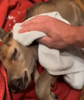 P1204005 He Saved A Freezing Baby Moose Abandoned In His Yard (Part 2)