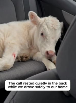 P1204006 A Couple Saved A Helpless Baby Calf With An Injured Leg (Part 2)