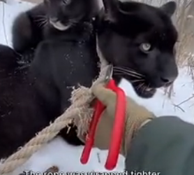 Im glad that i helped these two animals (Part 2)
